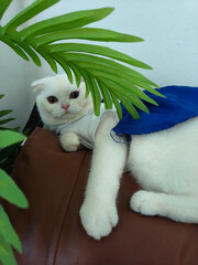 A white cat wearing cute clothes sits on a glass table.