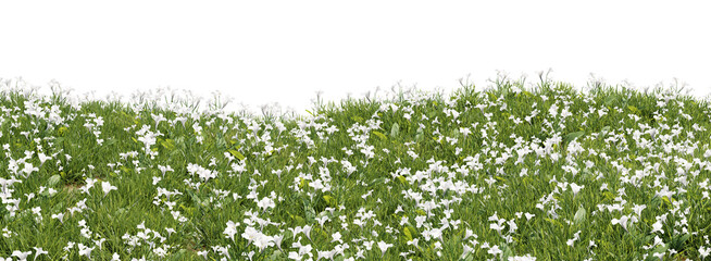 Fototapeta premium 3d Render Lush Green Field Adorned with White Flowers in Natural Landscape on Transparent Background