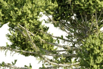 3d Render Close Up View of Lush Green Tree Branches and Leaves Against a Transparent Background