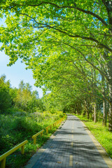 A paved path in the park. A walking and cycling trail through the trees.