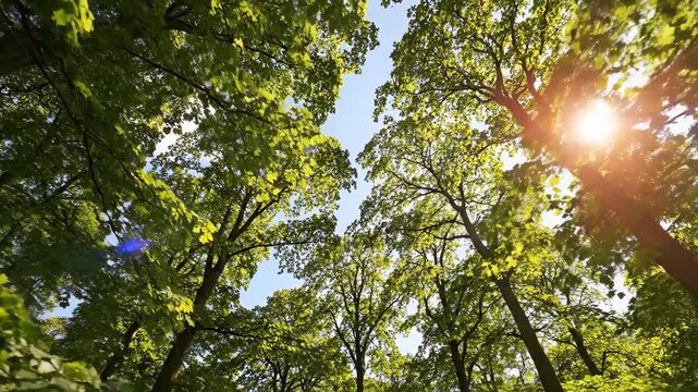 Looking up through a green forest canopy with bright sunlight. Tall trees with fresh leaves in spring. Natural environment and ecology concept