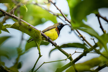 Olive-backed sunbird perching on tree branch