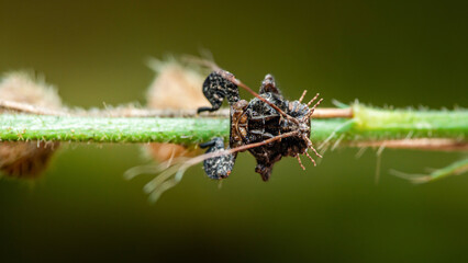 Spiky insect larva camouflaged on green plant stem
