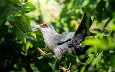 Green-faced malkoha bird perched among leaves