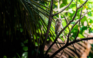 Small pygmy owl perching on branch in jungle