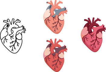 Human heart anatomy illustration showing detailed cardiovascular structure, medical biology diagram, realistic anatomical drawing for education, healthcare and scientific reference