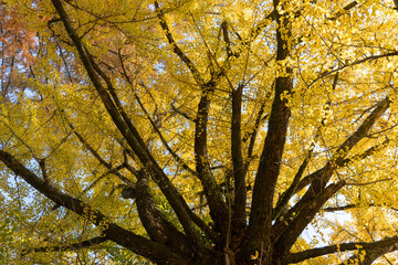 Looking up at the massive, intricate branches and dense, vibrant yellow foliage of an ancient ginkgo tree against the blue sky.