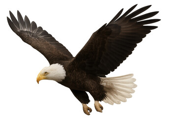 Obraz premium Bald eagle flying with wings open, symbolizing freedom, power, and nature, against a transparent background