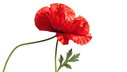 A vibrant, close-up shot of a single, bright red poppy with delicate petals and a slender green stem against a stark black backdrop