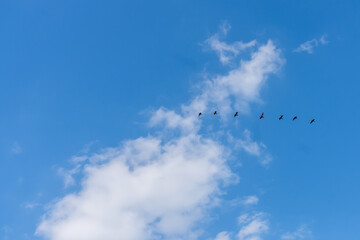 A flock of Great Cormorants (Phalacrocorax carbo) flying in a clear line across a bright blue sky with soft white clouds.