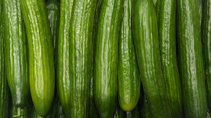 Fresh long cucumbers aligned in rows