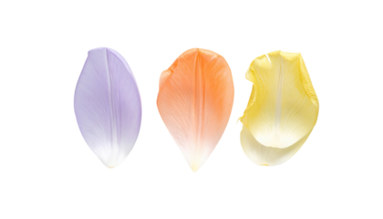 Three isolated flower petals, lavender, orange, and yellow, with a subtle gradient effect and white outlines, on a black background