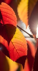 Close-up of vibrant autumn leaves illuminated by sunlight, showcasing rich red, yellow, and orange hues with detailed textures and veins