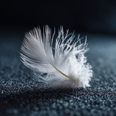 White feather on dark velvet surface
