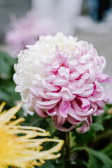 Pink and white bicolor Chrysanthemum Flowers Blooming in a Garden