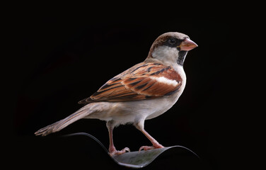 A House Sparrow (Species domesticus) on black background.
