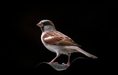 A House Sparrow (Species domesticus) on black background.
