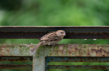 A house sparrow (Passer domesticus)
