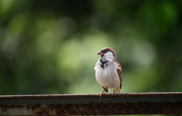 A house sparrow (Passer domesticus)