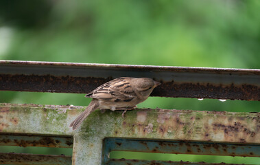 A house sparrow (Passer domesticus)