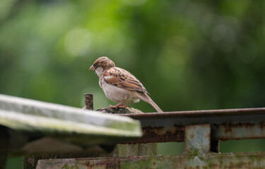 A house sparrow (Passer domesticus)