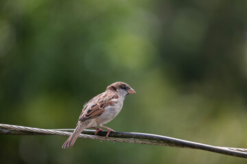 House sparrow (Passer domesticus) sitting on a wire.