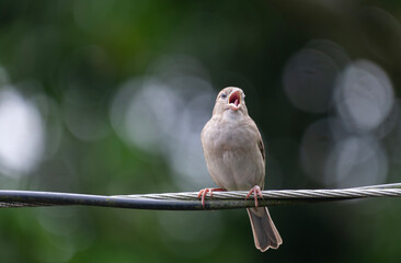 A house sparrow (Passer domesticus) is calling while perched on a wire.