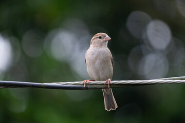 House sparrow (Passer domesticus) sitting on a wire.
