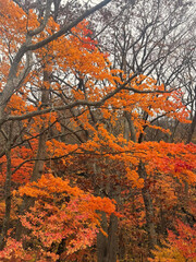Bright autumn leaves blaze across twisting forest branches.