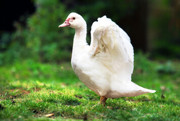 White domestic duck start to fly in green farm