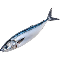 Fresh mackerel fish isolated on transparent background, ideal for seafood, nutrition, and culinary visuals.