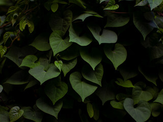 Dense heart-shaped green leaves of sweet potato vine or morning glory plant creating natural...