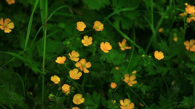 a video of some Butter cup wildflowers in Olympic National Forest Washington State