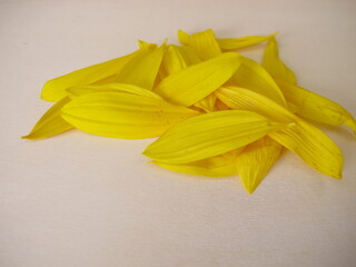 Fresh yellow petals from the sunflower