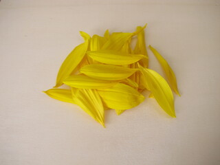 Fresh yellow petals from the sunflower