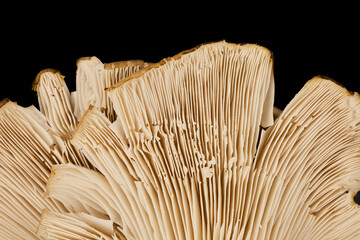 ultra closeup macro of lamellar or gills of oyster mushroom isolated on black © David Kreuzberg