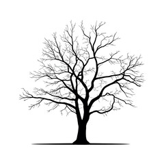 Fototapeta premium Silhouette of a bare deciduous tree in winter against a white background