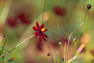 秋の野原で可憐に咲く赤いコスモスと蕾