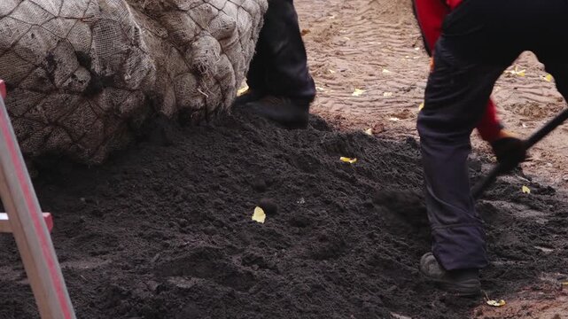 Cesis, Latvia - November 14, 2025: African American worker shoveling soil around a large burlap-wrapped root ball, camera pans to reveal action