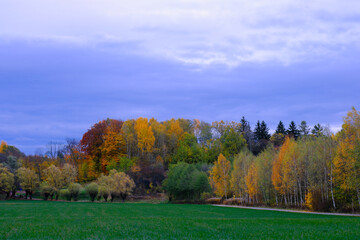 Jesienny las z intensywnymi kolorami pod pochmurnym niebem © Przemysaw