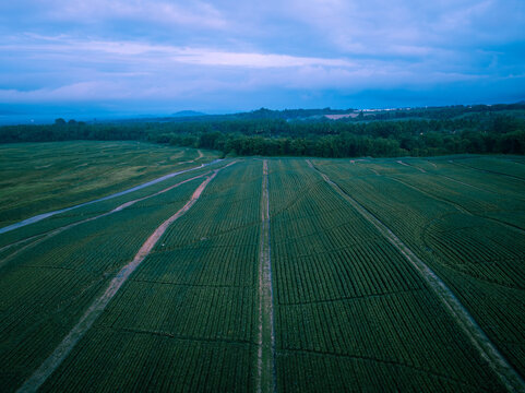 Aerial view of neatly patterned fields stretching towards a dense tree line under a muted sky, Polomolok, SOCCSKSARGEN, Philippines.