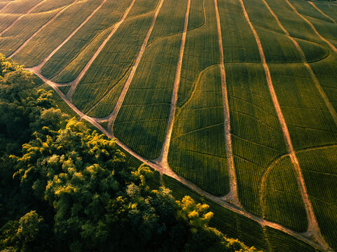 Aerial view of verdant fields carved with tan pathways meet a lush forest edge under the warm glow of the setting sun, Polomolok, SOCCSKSARGEN, Philippines.