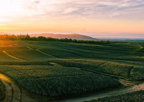 Aerial view of a vast pineapple plantation under a golden sunset sky, revealing a tapestry of textures and tones, Polomolok, SOCCSKSARGEN, Philippines.