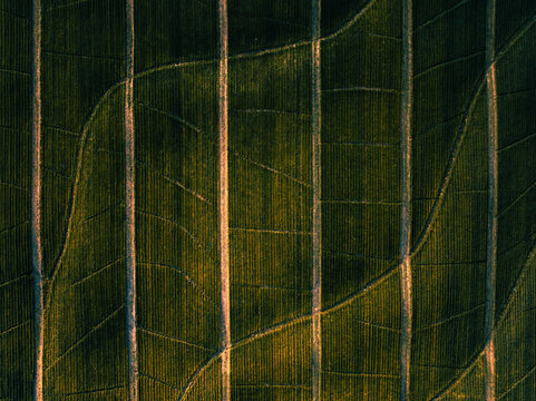 Aerial view of the dark green fields divided by straight pale lines create an abstract pattern, Polomolok, SOCCSKSARGEN, Philippines.