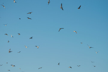 Flock of seagulls in a clear blue sky.