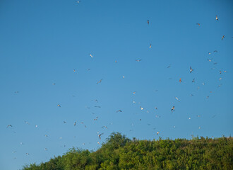 Flock of Seagulls in a Clear Blue Sky.