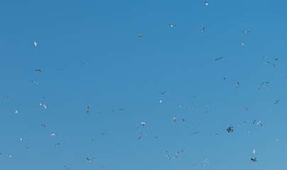 Flock of Seagulls in a Clear Blue Sky.