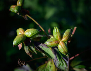 Close-up of green seed pods on a peony plant.