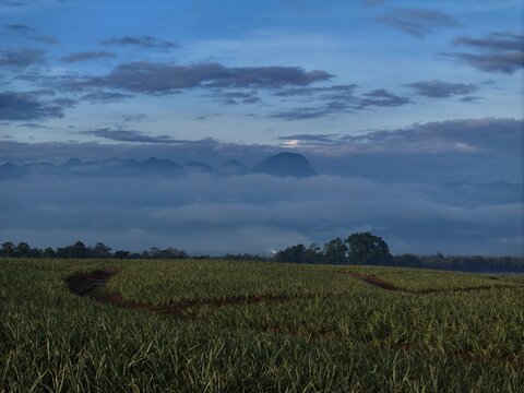 Aerial view of a vast green field meeting the horizon, where a mountain peak rises amidst a sea of clouds, bathed in the soft light of dawn, Polomolok, SOCCSKSARGEN, Philippines.