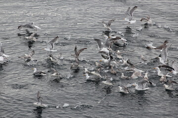 Im Eismeer am Nordkap: V&ouml;gel haben einen kleinen Fischschwarm entdeckt. Es sind Eissturmv&ouml;gel, junge und adulte Silberm&ouml;wen.